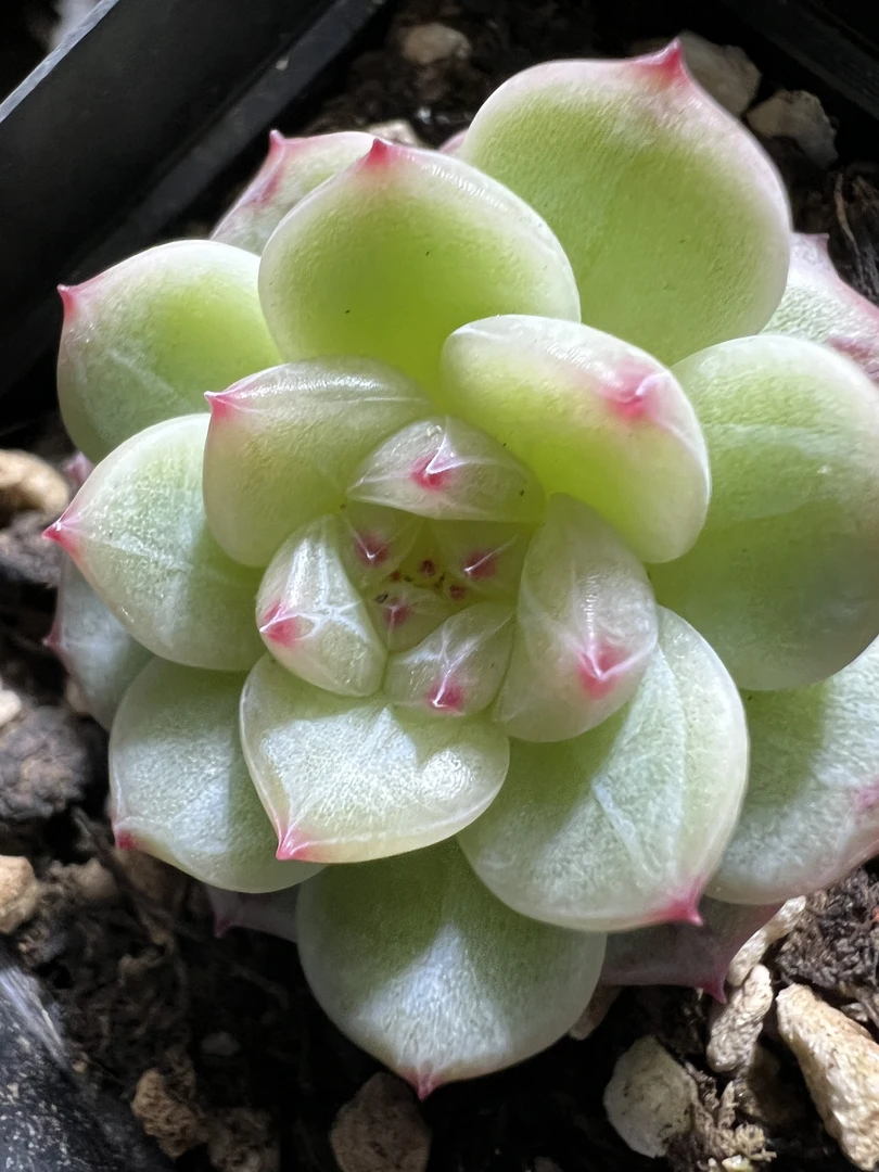 精品多肉寒妃，、一物一拍