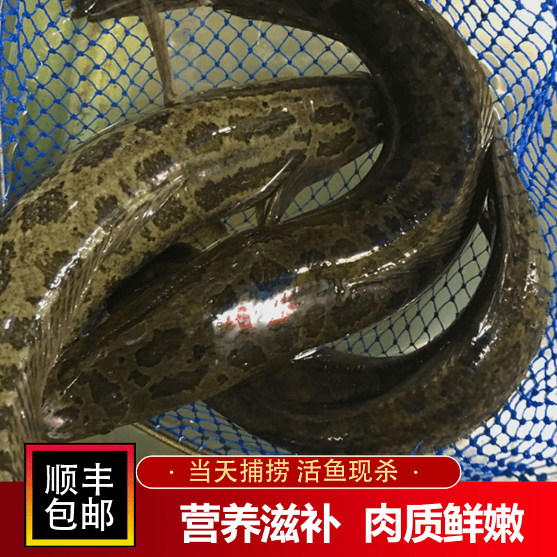 微山湖原生态黑鱼现杀新鲜乌鱼鲜活整条发财鱼酸菜鱼淡水湖食用