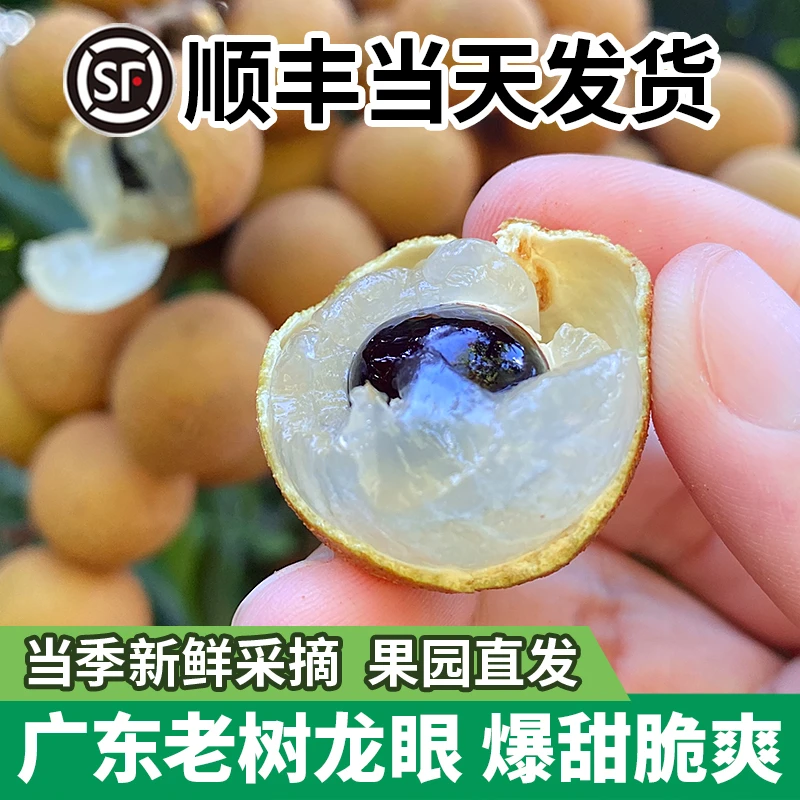 【顺丰包邮 储良/石硖龙眼】现摘现发 茂名高州新鲜水果3/5斤桂圆