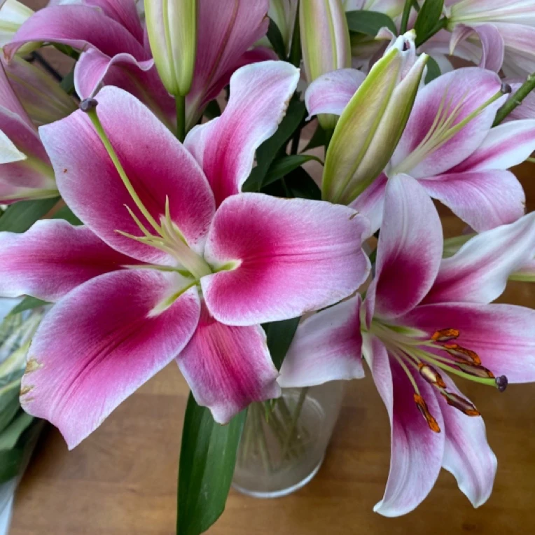 【大连】香水百合东北鲜花基地直发顺丰包邮办公室点缀鲜花