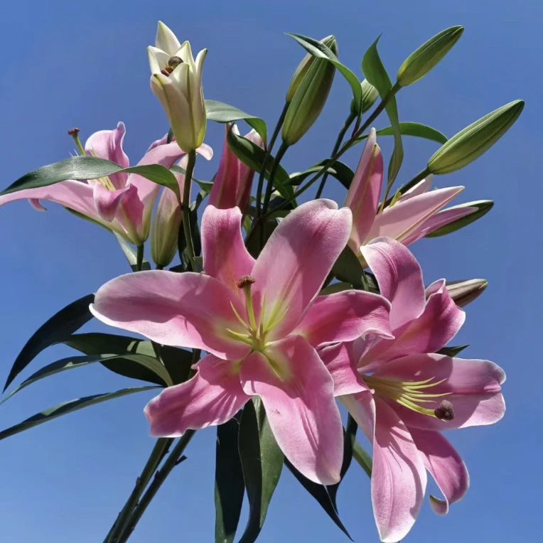 【普拉分多】香水百合东北鲜花基地直发顺丰包邮办公室点缀鲜花