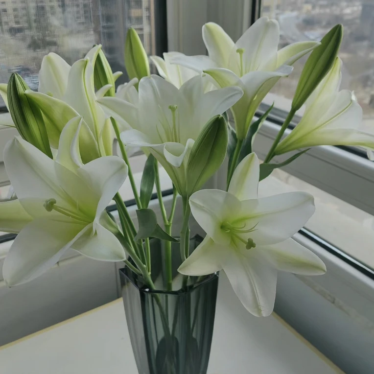 【铁炮】香水百合东北鲜花基地直发顺丰包邮办公室点缀鲜花