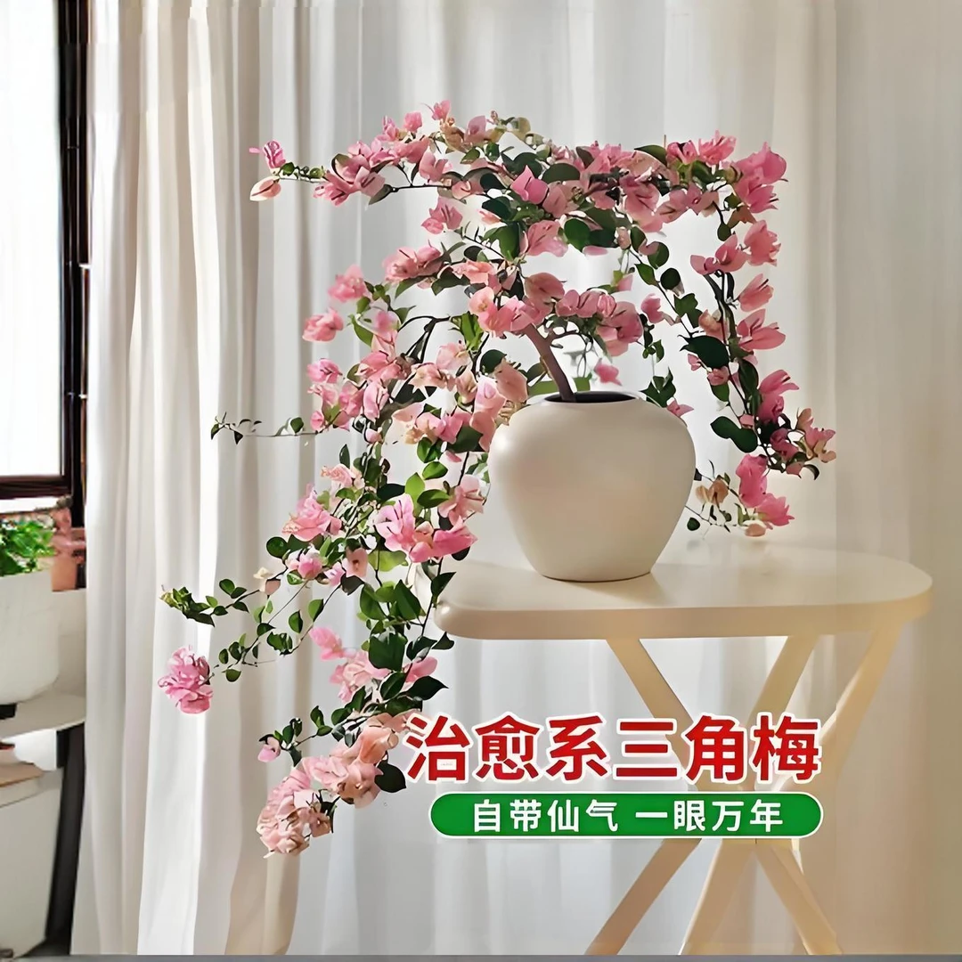 【直播间一物一拍】鲜活三角梅原土原盆各品种阳台花爬藤庭院好养