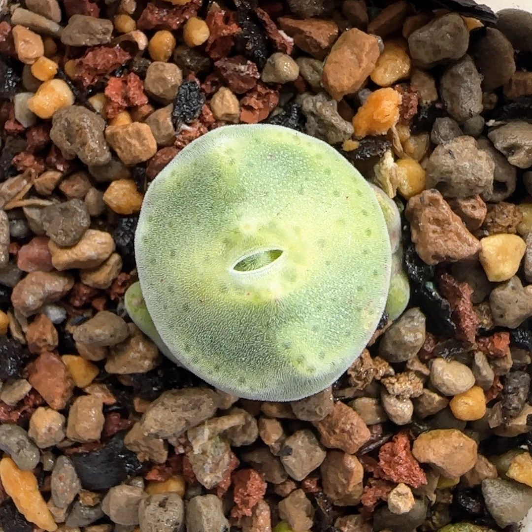 【闪购商品】a468。