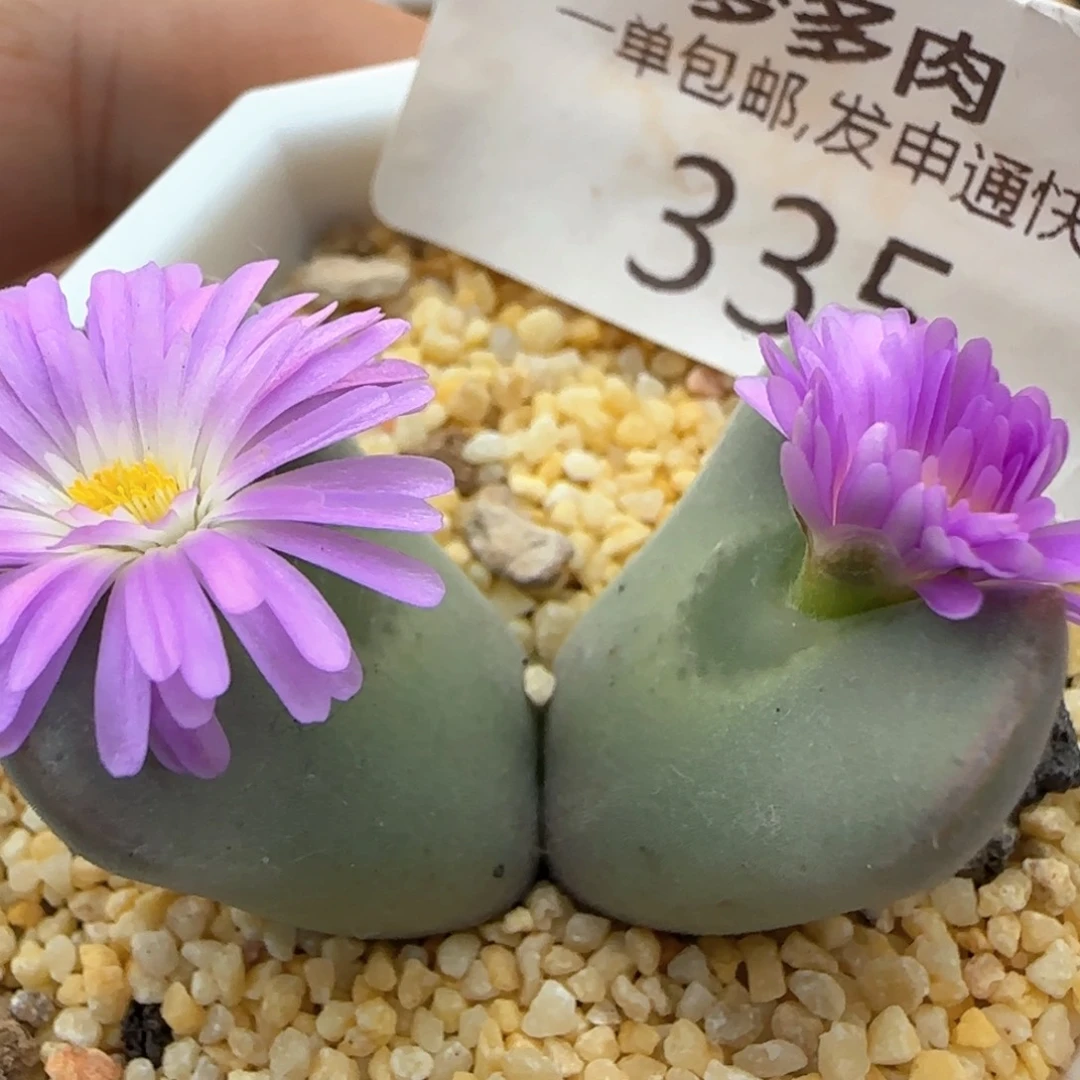 【闪购商品】a335。