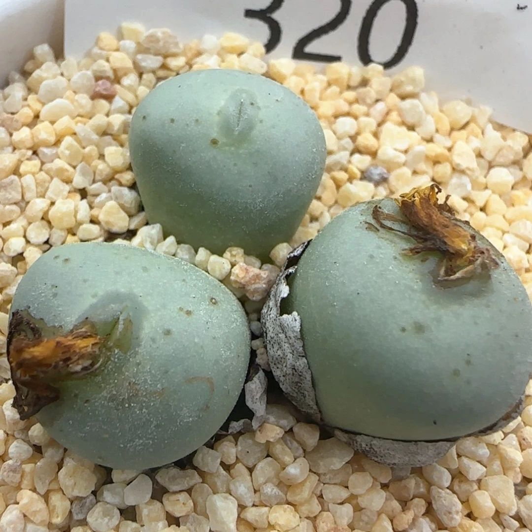 【闪购商品】a320。