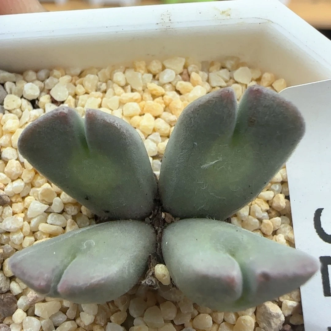 【闪购商品】a321。