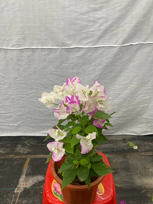 三角梅百变章红英