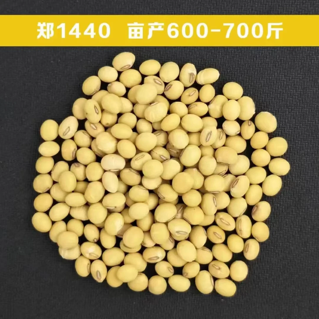 国审大豆郑1440超高产抗病抗倒伏不霉粒宜机收不炸荚5kg 装