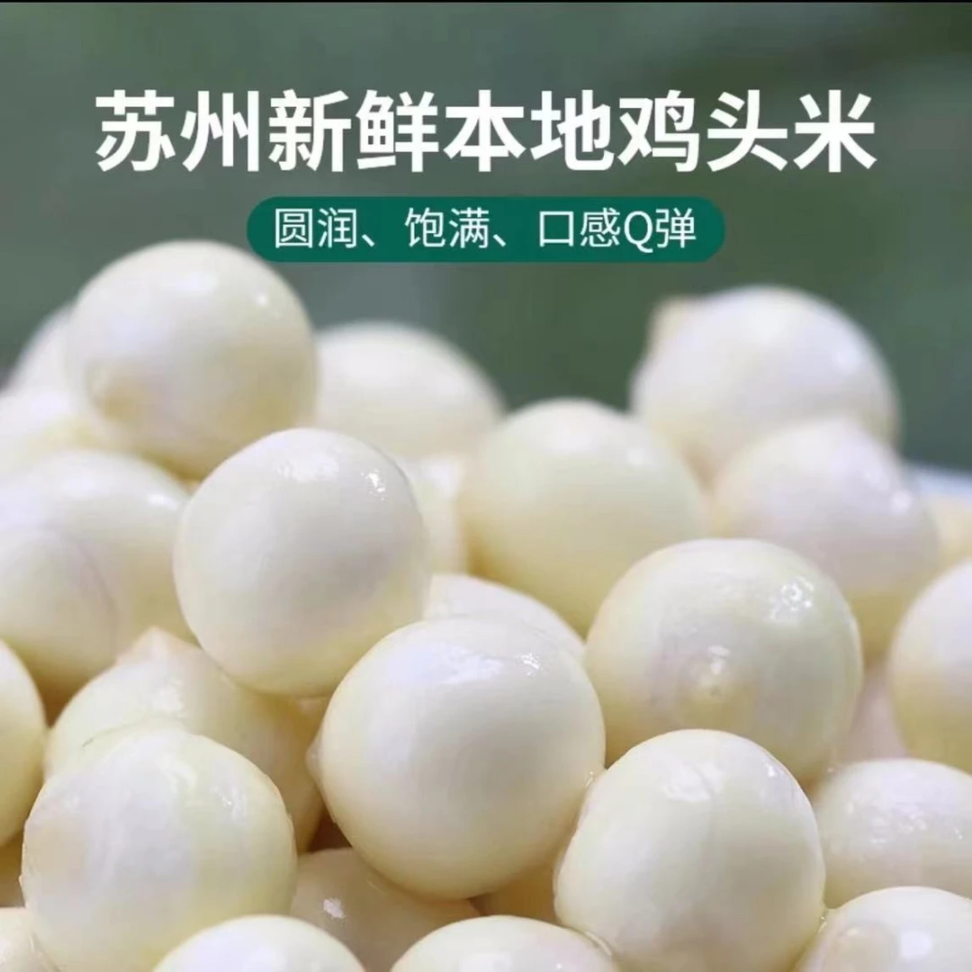 【中颗粒】苏州特产新鲜鸡头米芡实苏芡自产自销2斤/3斤/1斤