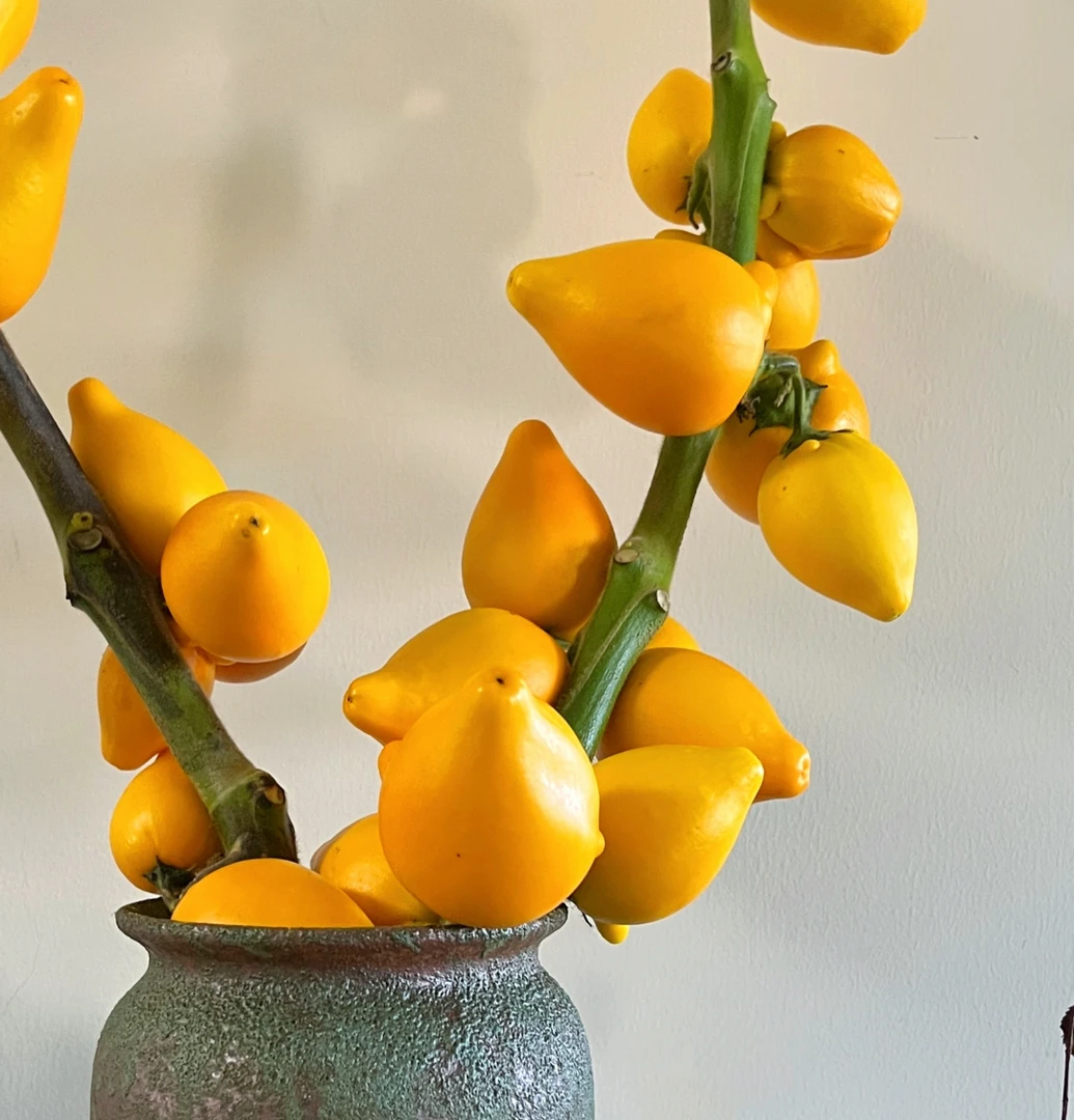 【不晚小众花材】一物一拍 黄金五代果