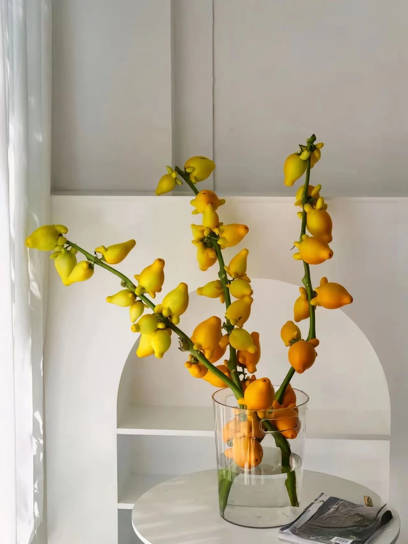 [不晚小众花材]黄金五代果（可做干花）福禄果五指茄干养