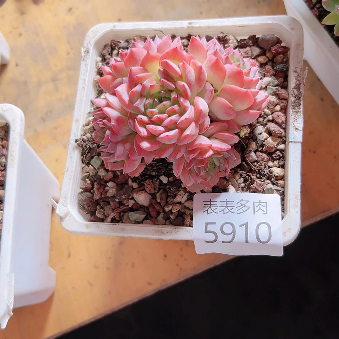9 0盆多肉飞*我们的生活是5910