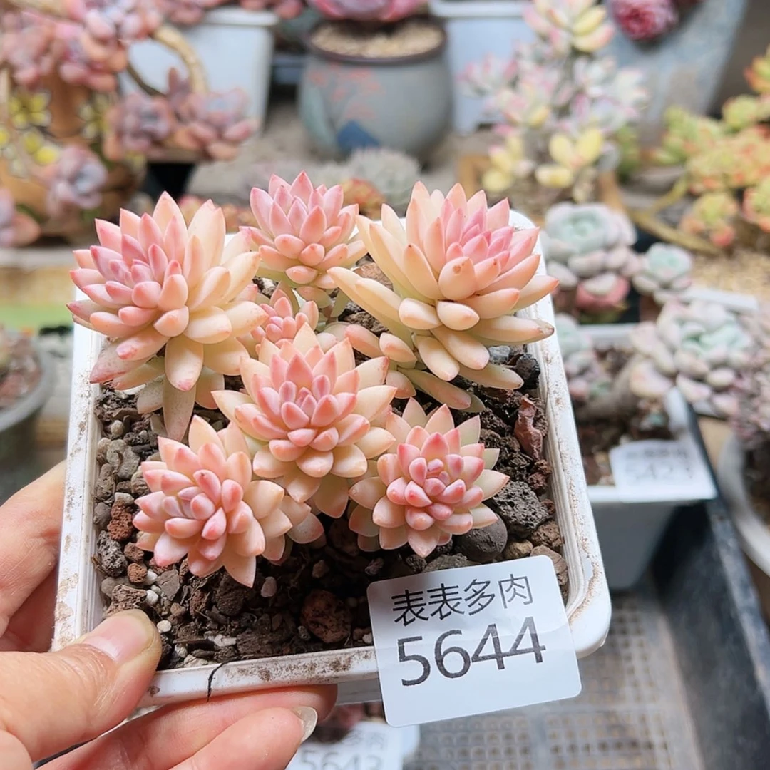 【闪购商品】每天5644