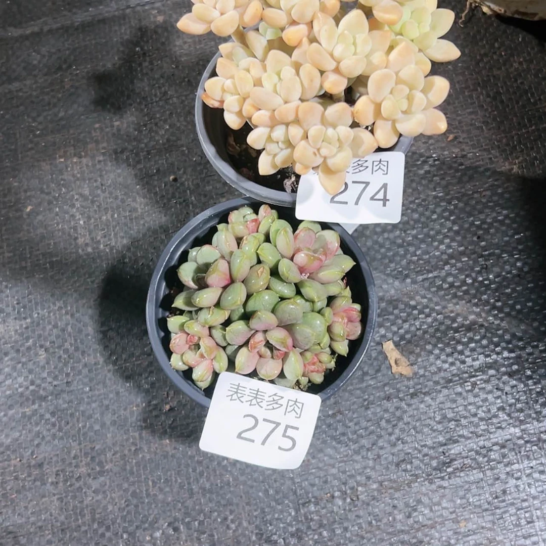 【闪购商品】淡*每天2 7 4 ＿2 7 5