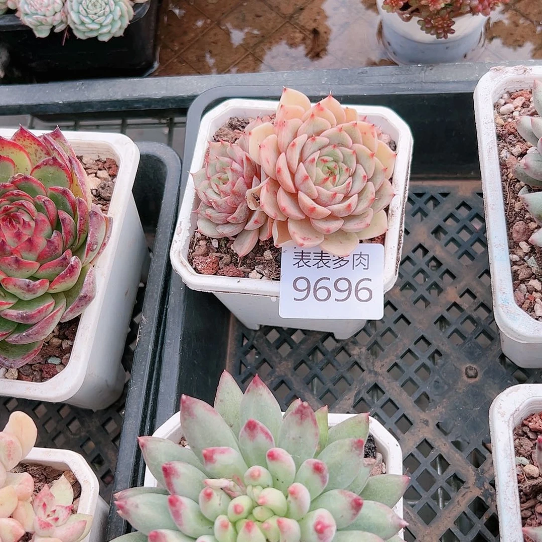 9号多肉我们的生活9696