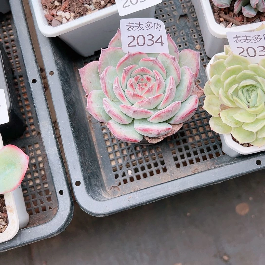 9 0盆多肉L**C我们的生活是2034