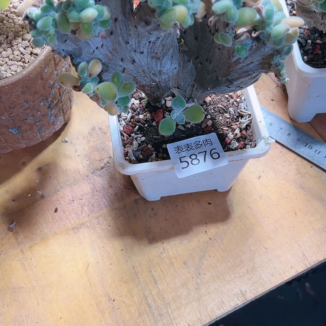 9 0盆多肉我们的生活5876