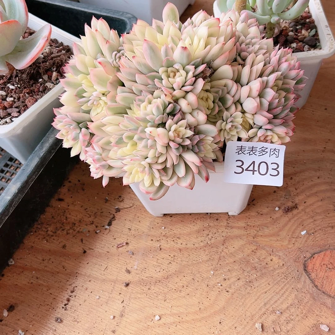 9 0盆多肉❤️****我们的生活是3403