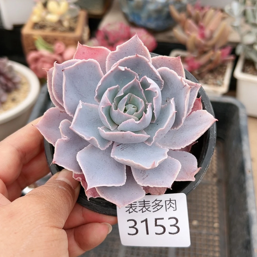 【闪购商品】每天3 1 5 3