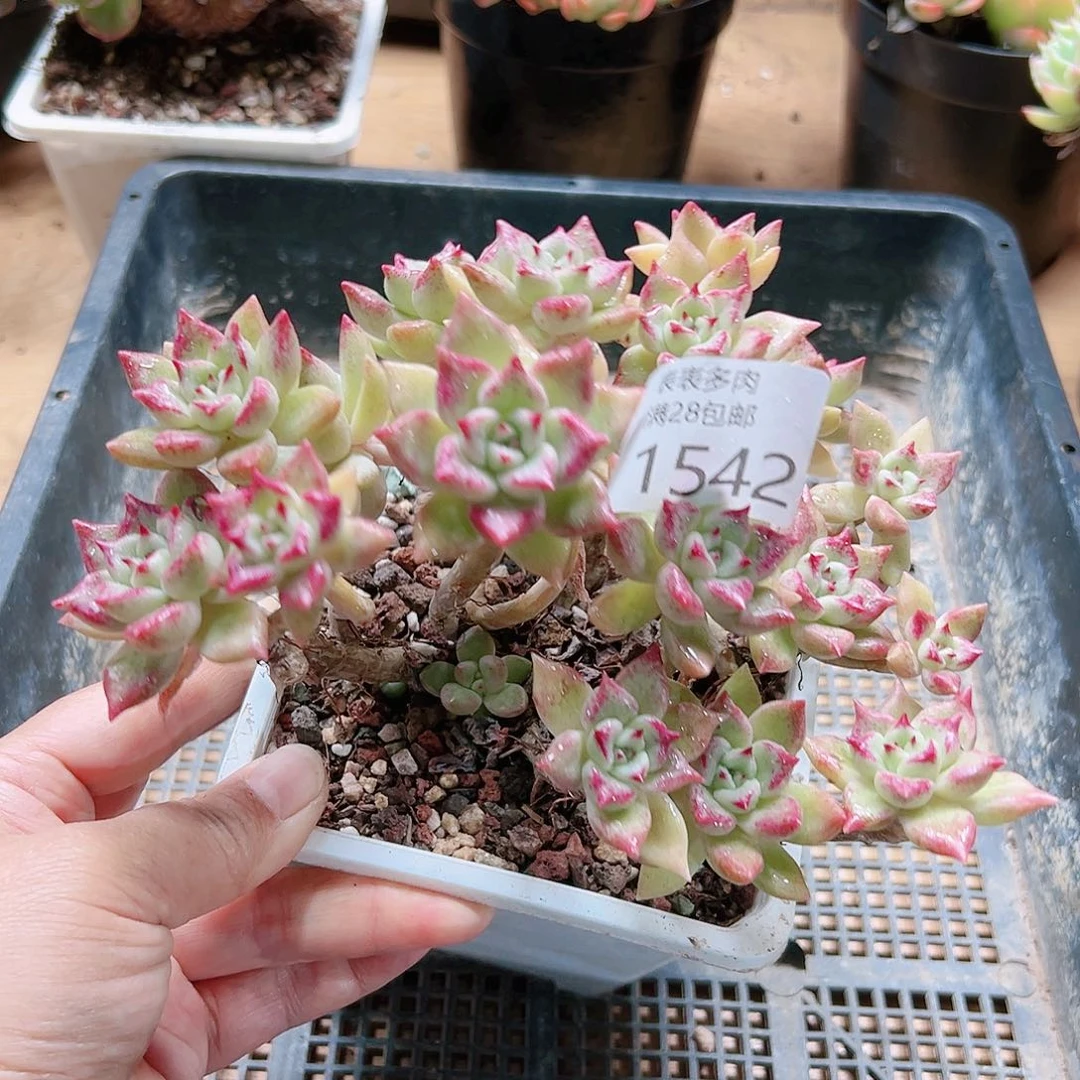 9号多肉我们的确1542