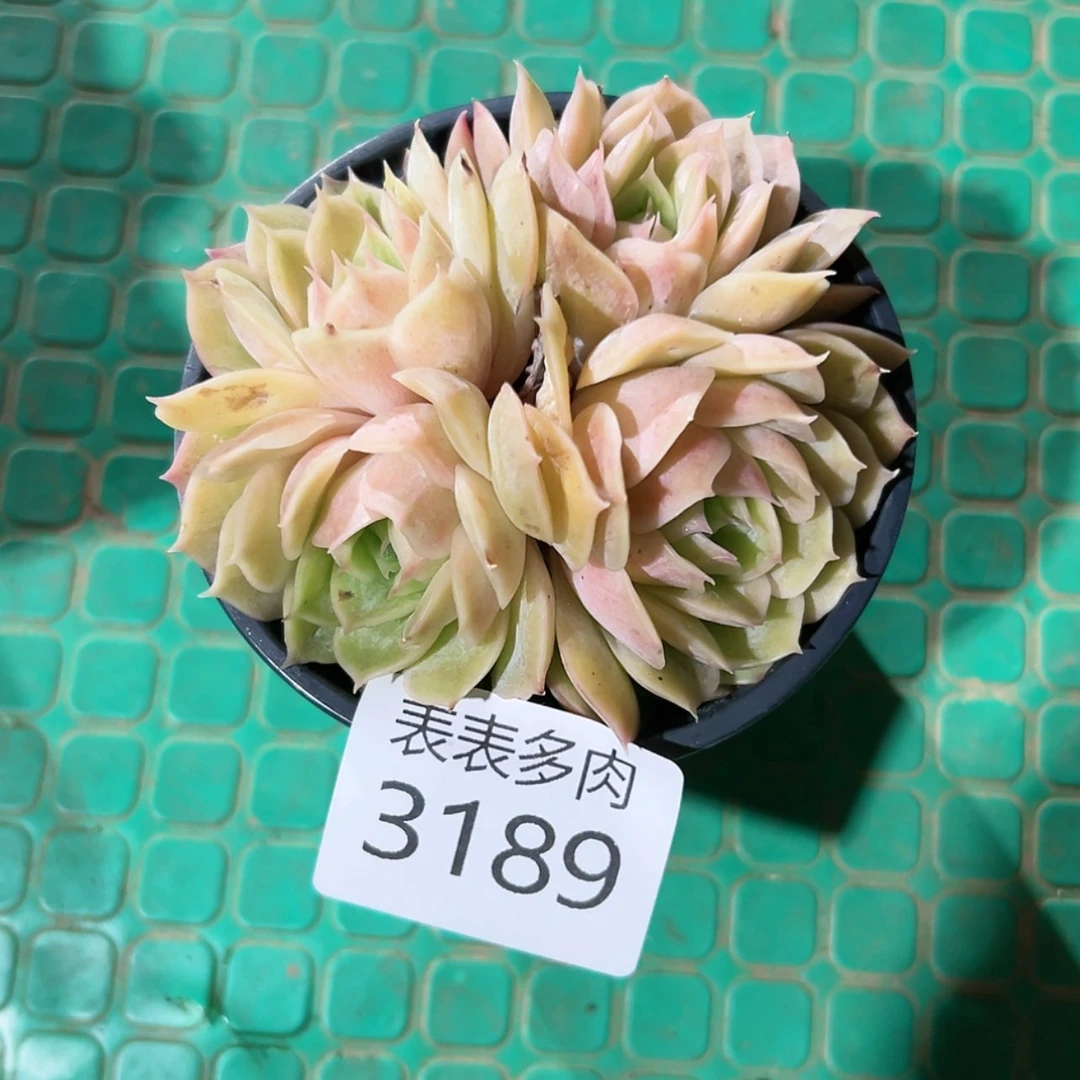 【闪购商品】今天3189