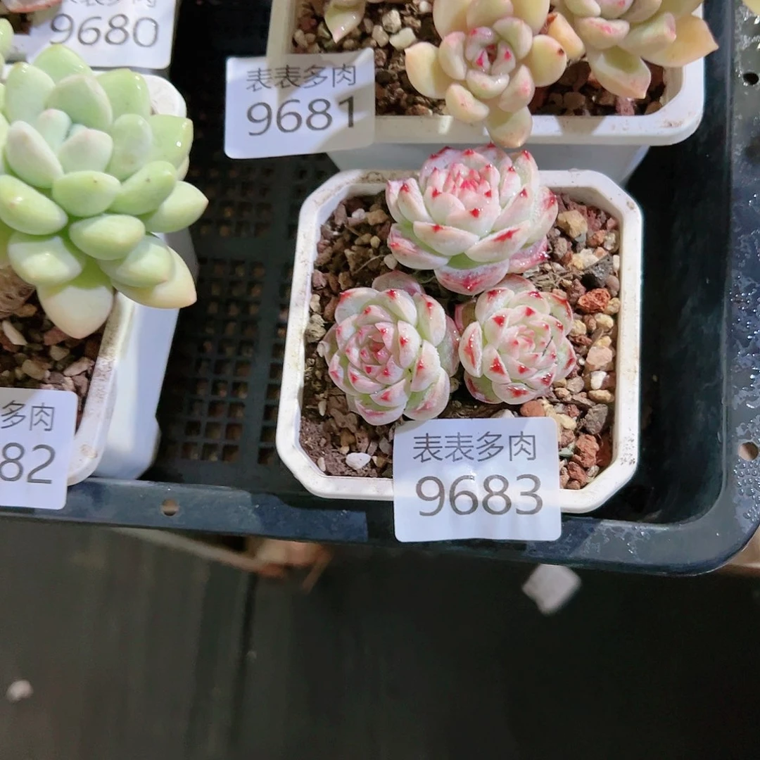 9号多肉@*圈我们的9683