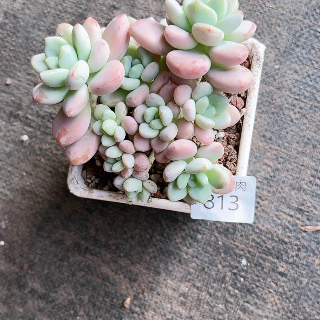 【闪购商品】每天8 1 3