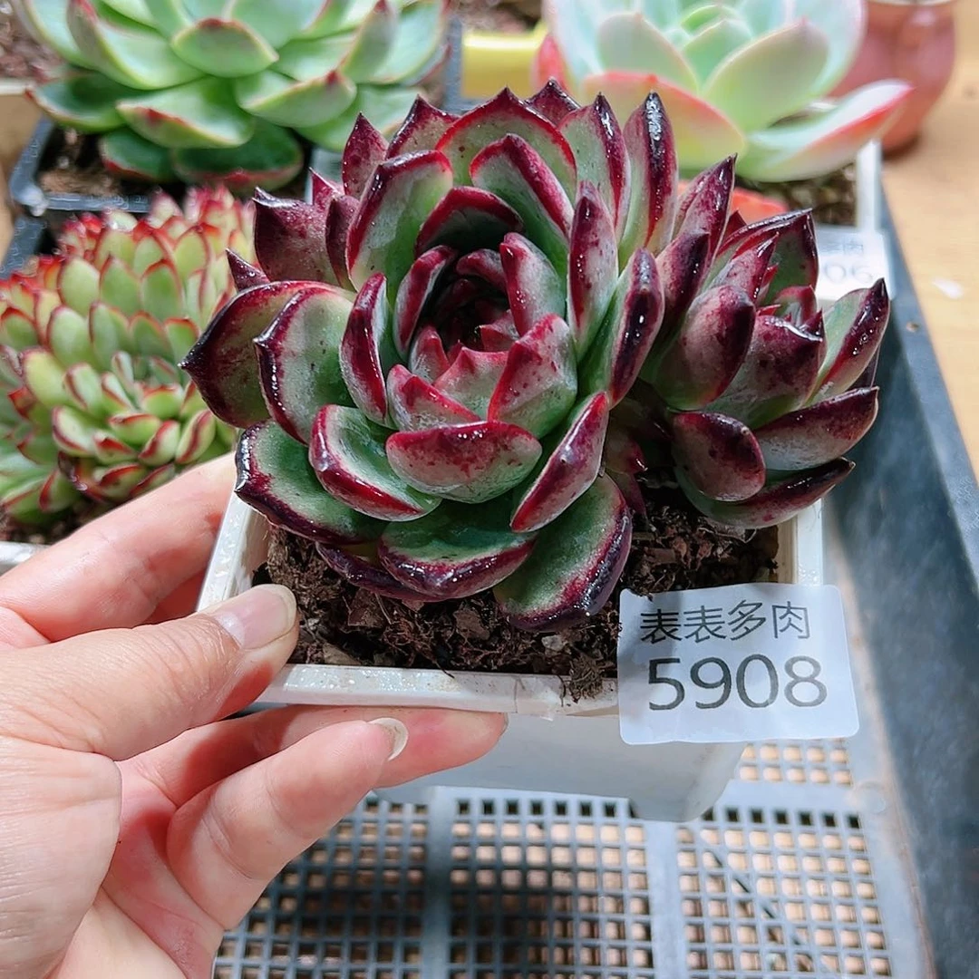 9 0盆多肉我们的生活5908