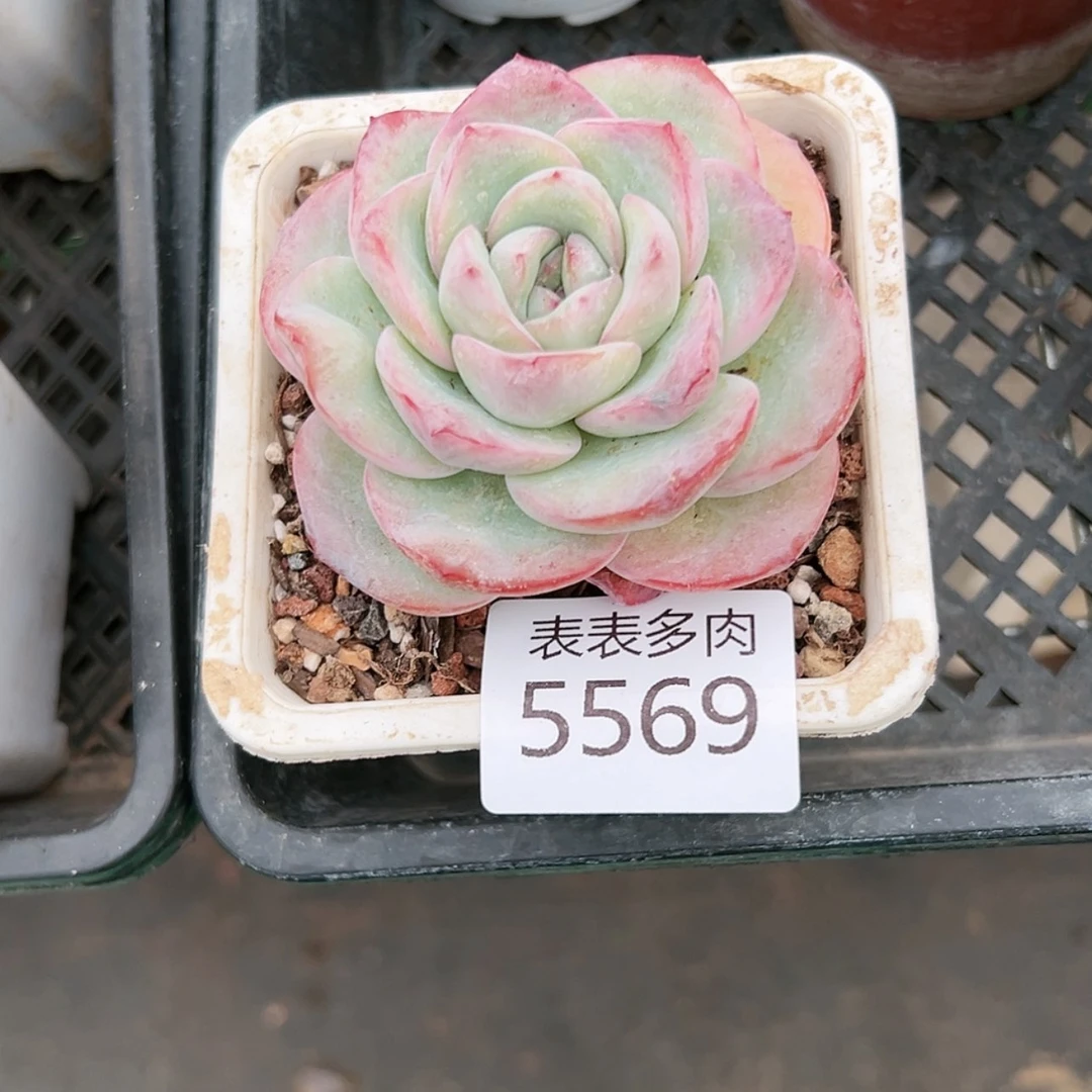 【闪购商品】高****蛋每天5 5 6 9