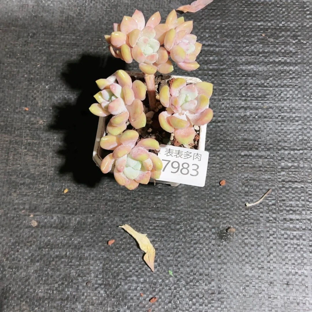 【闪购商品】每天7 1 8 3