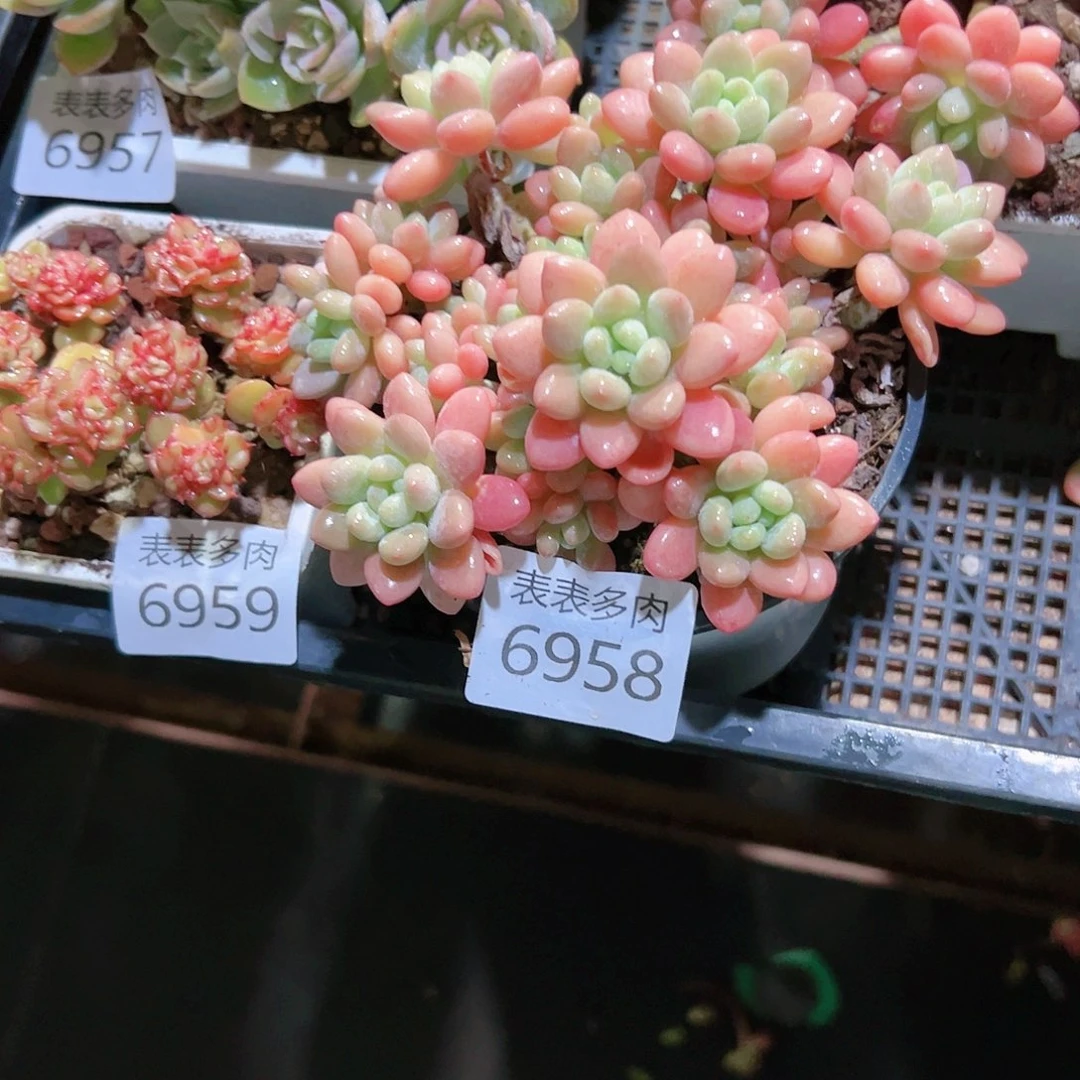 9 0盆多肉乌*镇我们的生活也6958