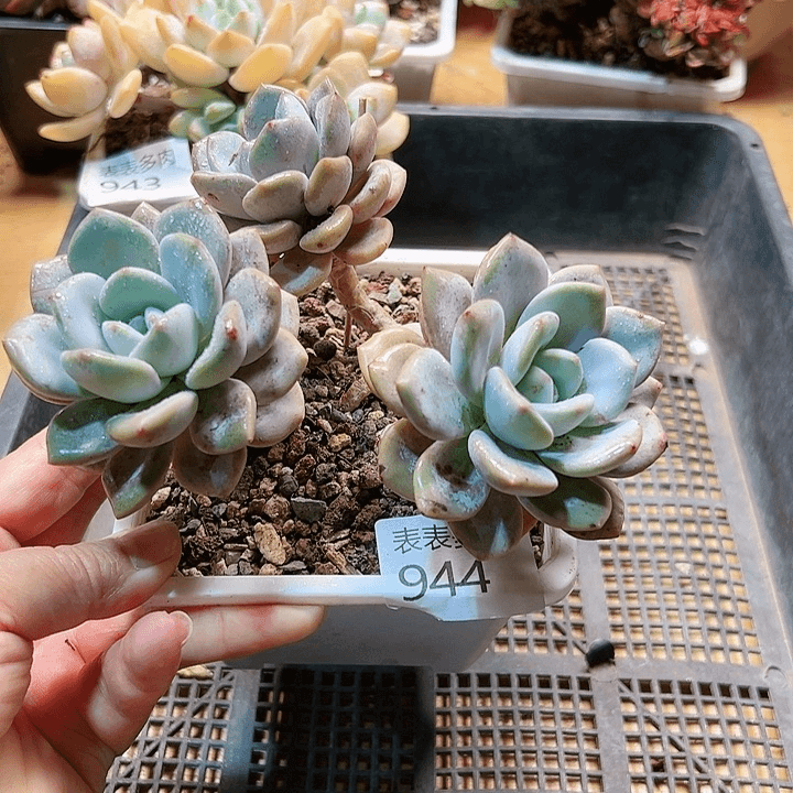 9 0盆多肉我们的生活是944