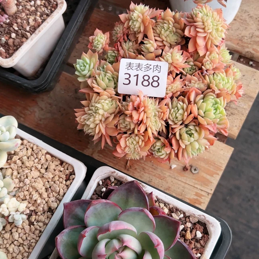 【闪购商品】?*每天3 1 8 8