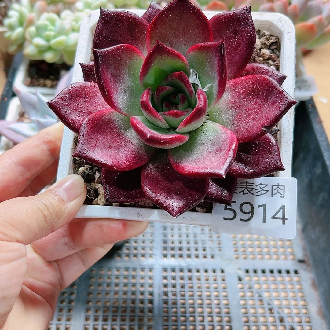 9 0盆多肉我们的生活是5914