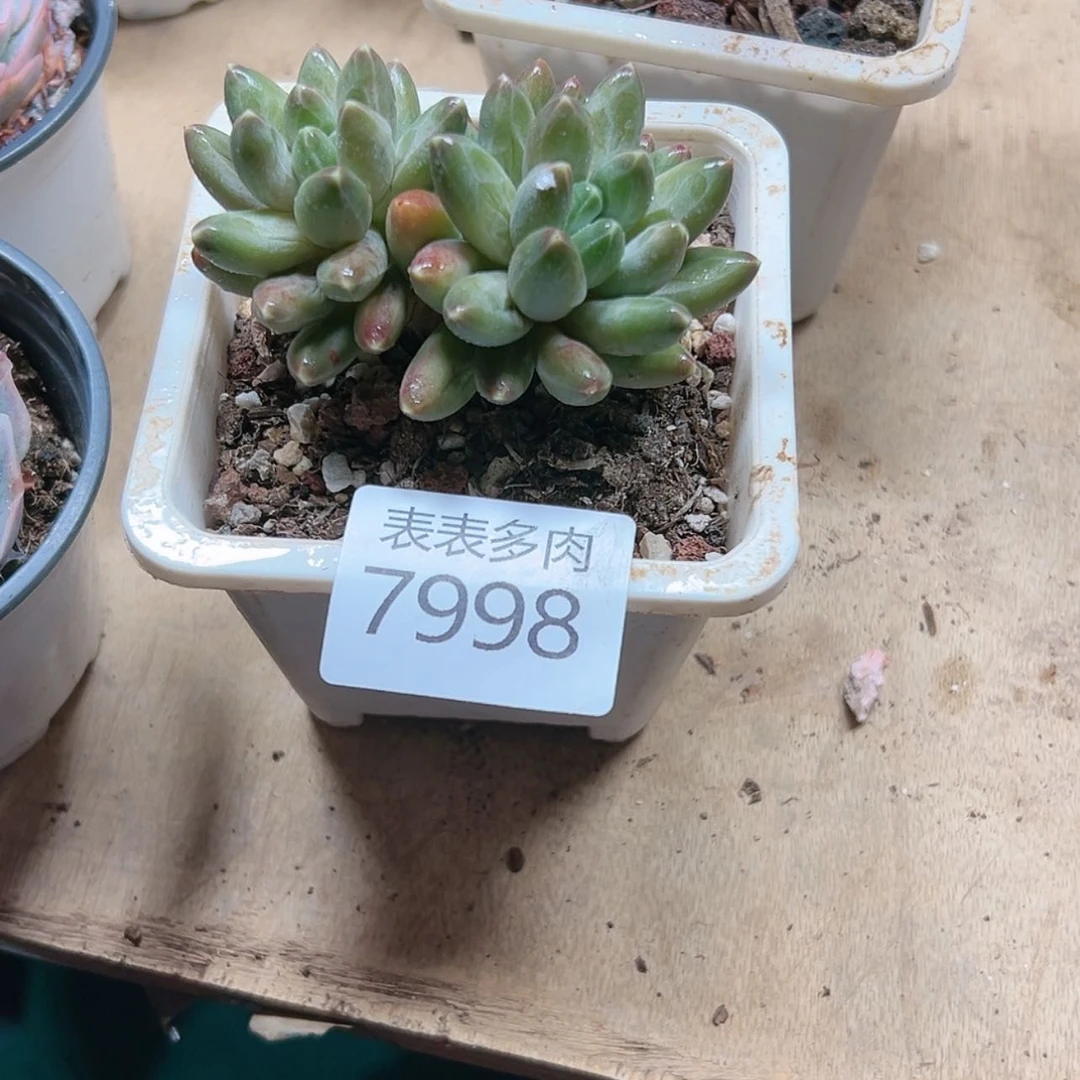 【闪购商品】水***。每天7 9 9 8