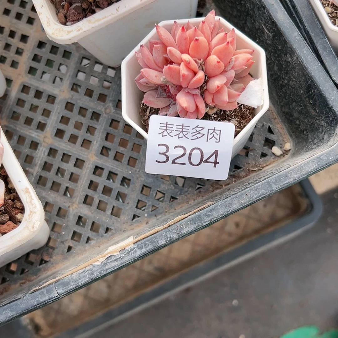【闪购商品】巧****妈每天3 2 0 4