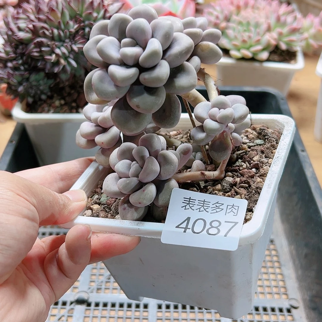 9 0盒多肉我们的生活是4087