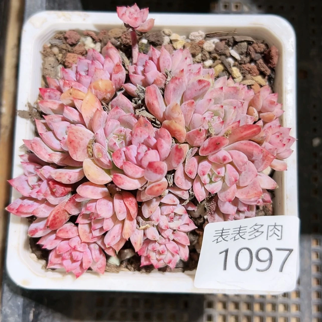 【闪购商品】今天1097