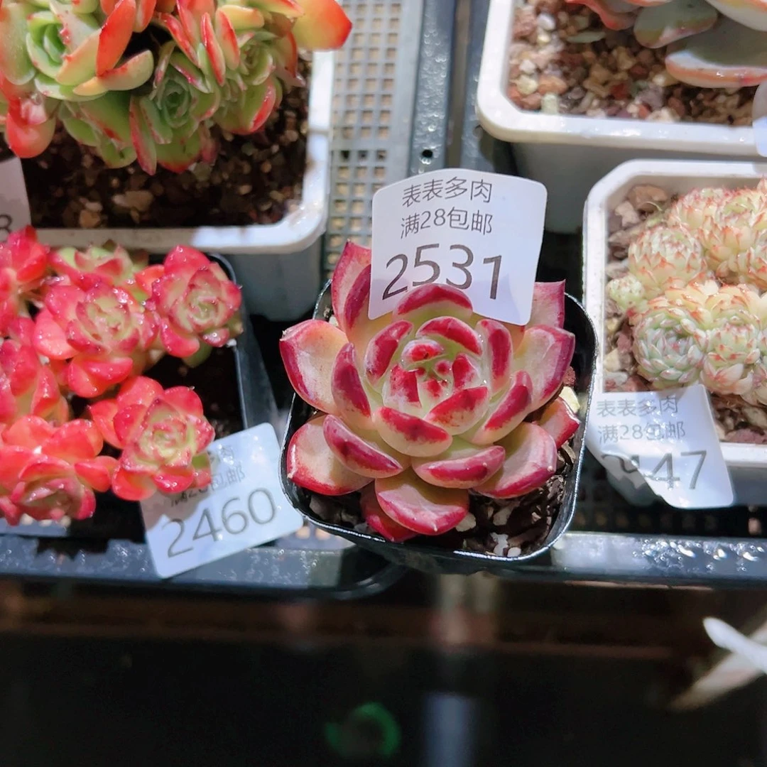 9号多肉?**?我们的确2531