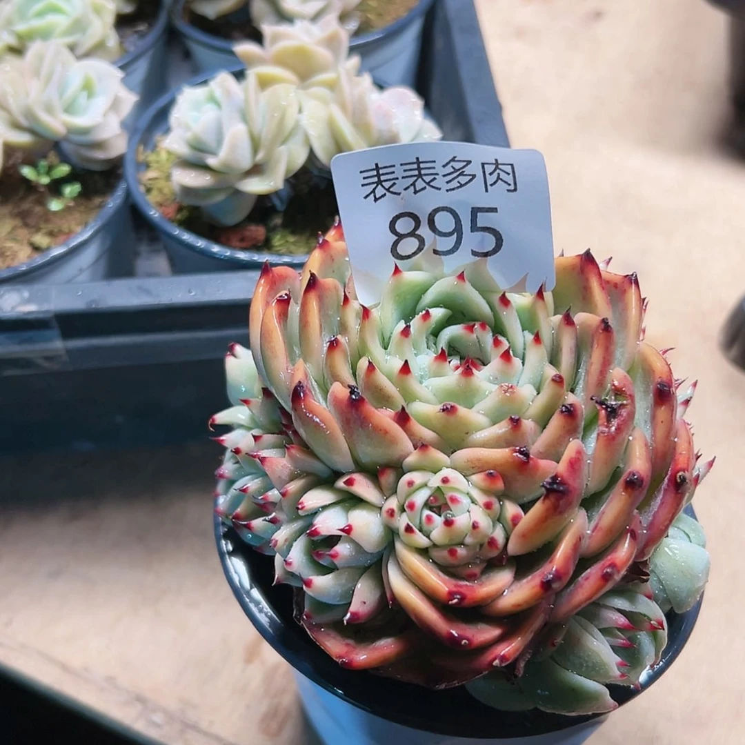 【闪购商品】用****1每天8 9 5