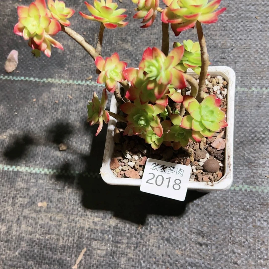 【闪购商品】听*每天2 0 1 8