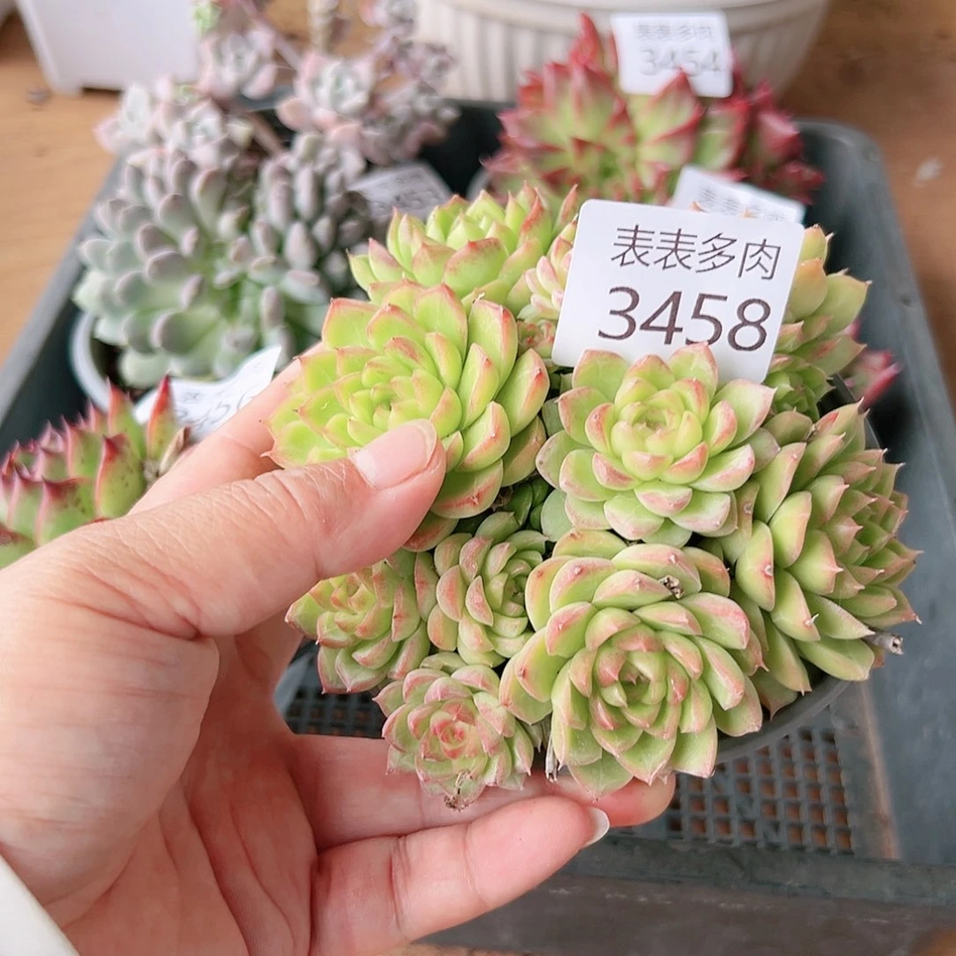 9 0盆多肉我们的生活是3458