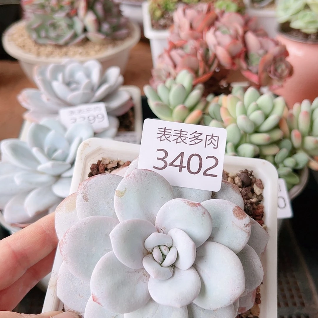 9 0盆多肉我们的生活是3402