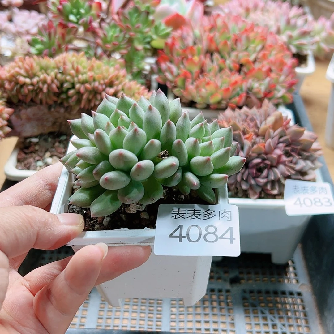 9 0盒多肉我们的生活，4084