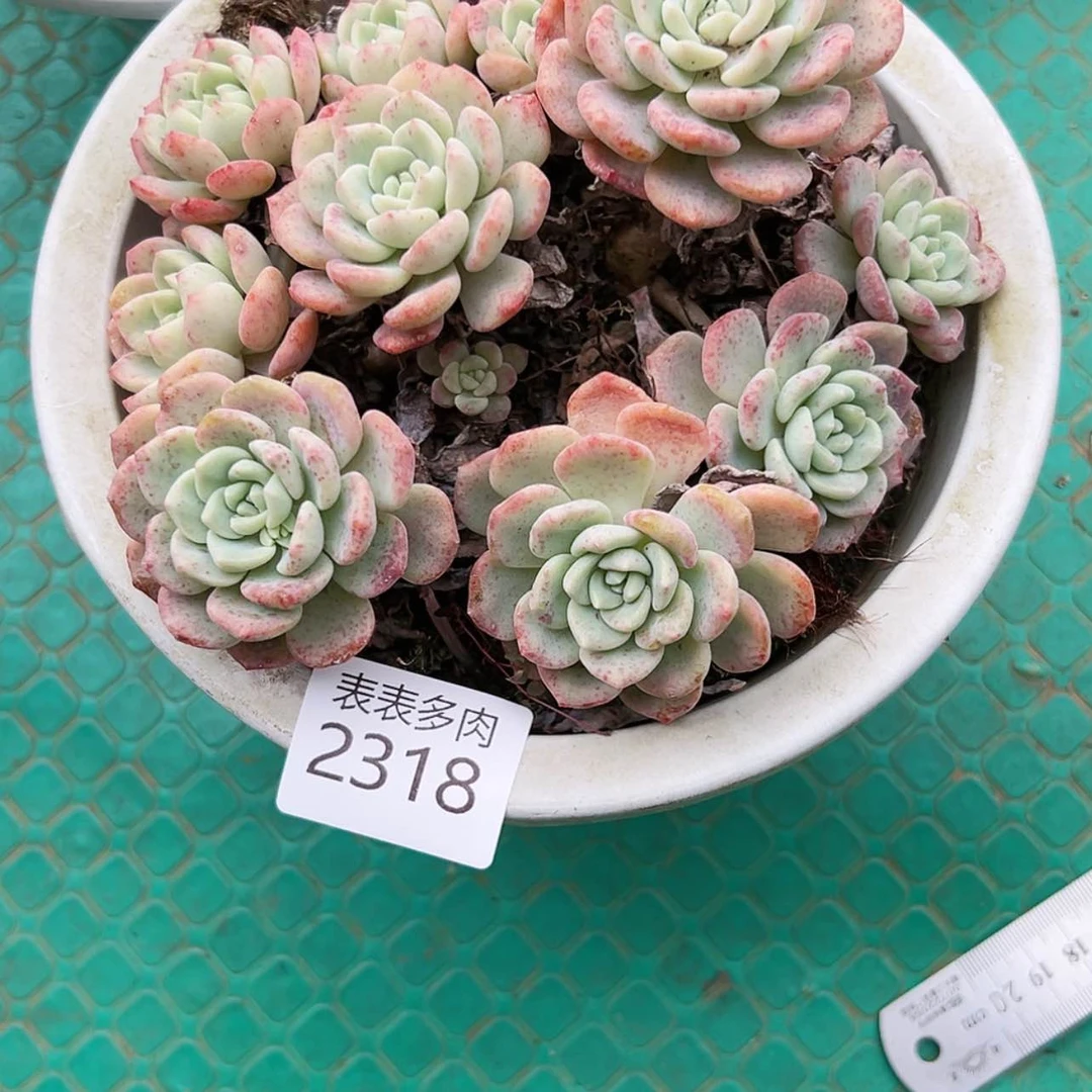 【闪购商品】南**?每天2 3 1 8