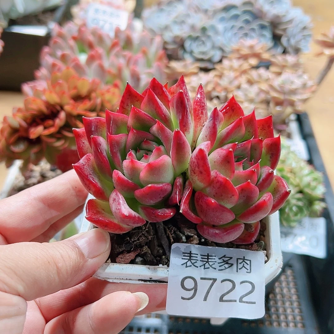 9号多肉，我在9722