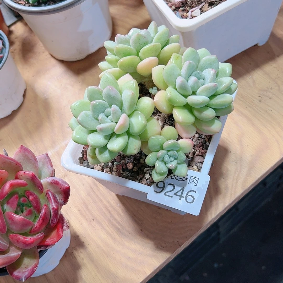 9号多肉用****5我们的生活9246