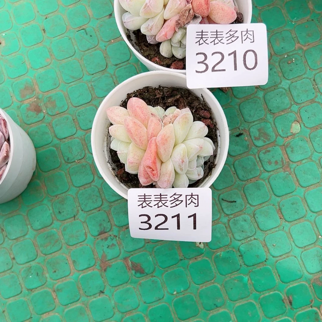 【闪购商品】巧****妈每天3 2 1 1，1 0