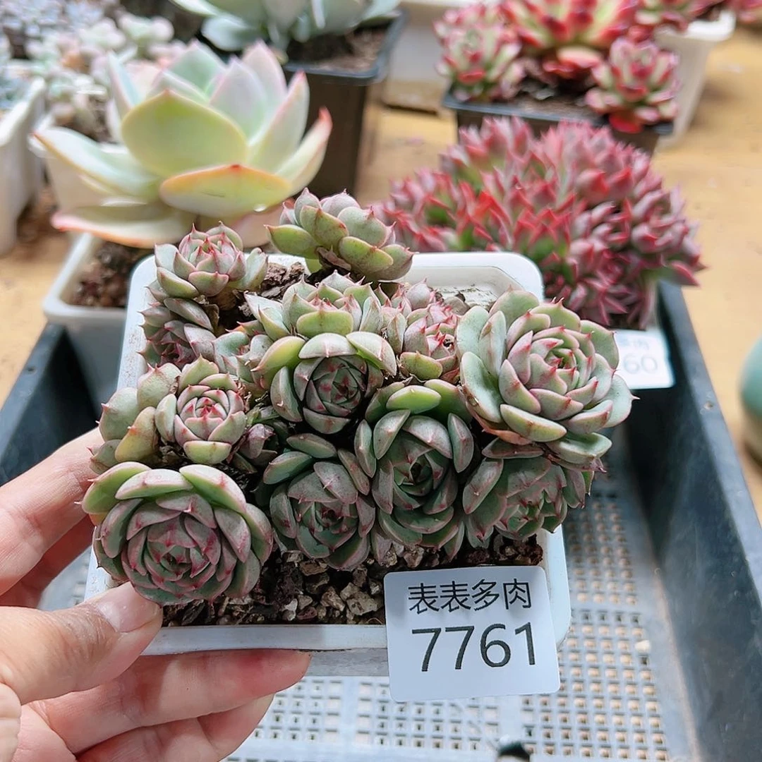 9 0盆多肉我们的生活7761